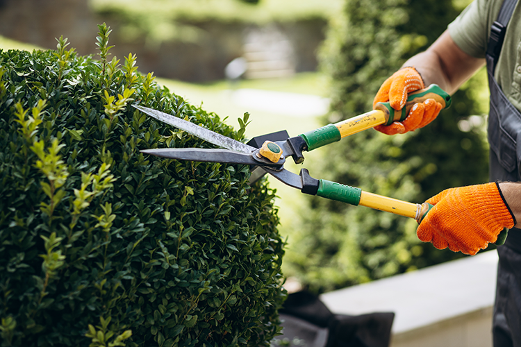 Gartenpflege und Heckenschnitt durch Ipekten Dienstleistung